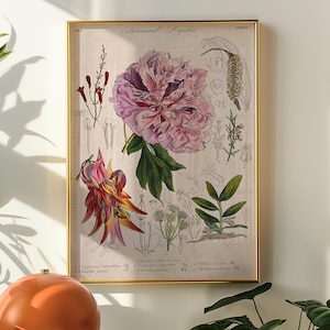Botanical Print Vintage Peony Flower Art – Antique 1800s Floral Illustration Poster for Wall Decor
