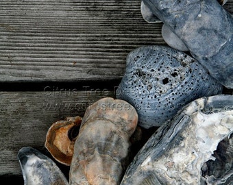 Art poster - Shell photograph - Beach Photography - seashells - Original Photograph -  Poster Art - Fine Art Print - Signed and Dated