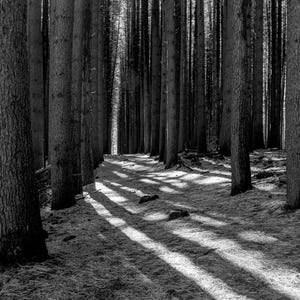Op de afbeelding: Een zwart-witfoto van een bospad met hoge bomen aan weerszijden. De zon schijnt door de bomen en werpt lange schaduwen op de grond.