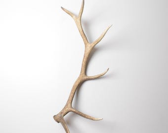 Large Elk Antler - Real Elk Shed for Display Rustic Styling