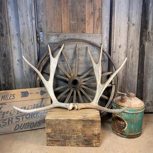 Moose antlers naturally shed - unique matched set, high quality brown antlers for rustic home decor & farmhouse style gifts for nature lover