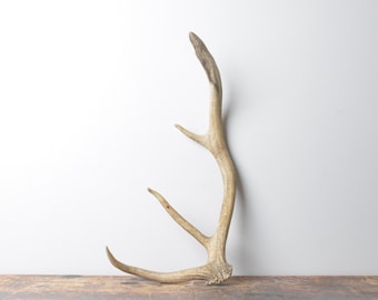Small Elk Antler - Rustic Textured Naturally Shed Antler, Decorative Piece for Shelf and Table Styling
