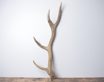 Medium Elk Antler – Naturally Shed Elk Antler for Rustic Interior Styling