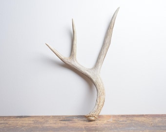 Medium Deer Antler – Naturally Shed Brown for Mantel Styling or Refined Lodge Interior