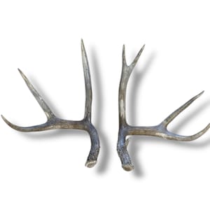Deer Antlers Naturally Shed - Vintage Looking 3x4 Mule Deer Matched-Set, Perfect Home Accent or Rustic Gift for Wildlife Enthusiasts