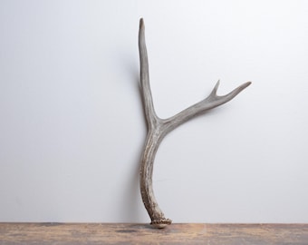Medium Deer Antler - Premium Brown Naturally Shed Mantel Decor for Cabin and Lodge Style Homes