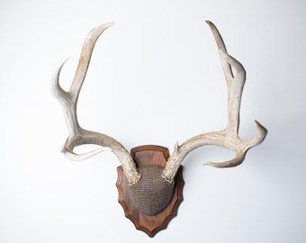 Deer Antler Mount - Large Weathered White Mule Deer with Multi-Colored Harris Tweed Wrap and Walnut Plaque for Luxury Cabin Decor