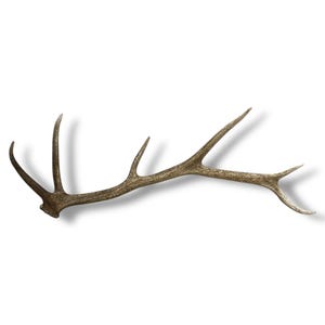 Elk Antler - Beautiful Naturally Shed Premium Brown Antler with Long Main Beam, Rustic or Modern Decor Accent for Nature-Inspired Gifts