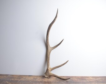 Small Elk Antler – Premium Brown Antler for Rustic Interior Accent