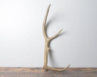 Small Elk Antler - Naturally Shed Premium Brown Antler for Cabin Lodge Decor and Timeless Western Interiors
