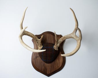 Deer Antler Mount – Whitetail Deer with Authentic Harris Tweed Brown with Red and Blue Overcheck for Luxury Cabin and Lodge Decor