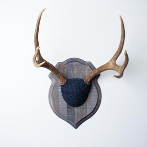 May include: A decorative wall mount featuring a set of deer antlers. The antlers are a light brown color and are mounted on a gray wooden plaque with a dark blue fabric insert. The plaque has a shield shape.