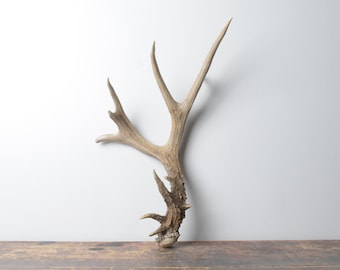 Large Deer Antler – Premium Brown Natural Non-Typical Antler for Statement Rustic Home Decor and Display