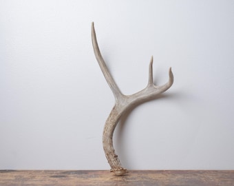 Small Deer Antler - Premium Brown Naturally Shed Shelf Decor for Rustic and Western Style Homes