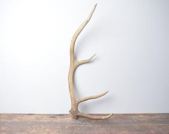 Small Elk Antler - Weathered White Naturally Shed Mantel Decor for Lodge Style Living Rooms