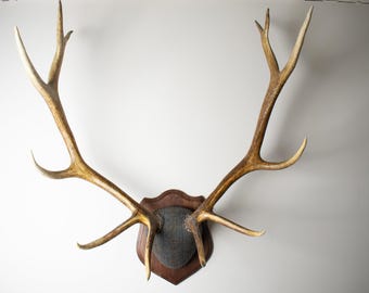 Elk Antler Mount – Vintage Lacquered Antlers w/ Harris Tweed Herringbone with Rust Overcheck for Elevated Wall Decor