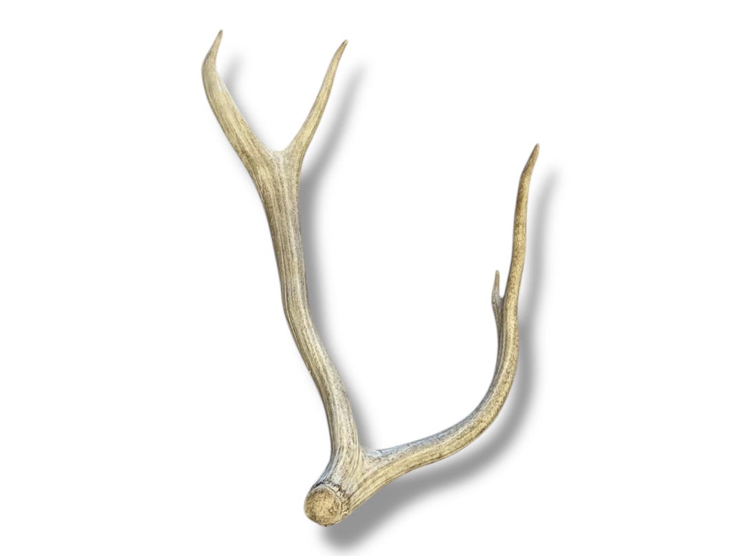 Curled Elk Antler Shed: 4 Point Rustic Home Decor - Etsy