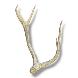 Elk Antler Naturally Shed- Authentic Unique Curled 4 Point Shed antler, High Quality Rustic Decor Piece, Ideal Gift for Wildlife Enthusiasts