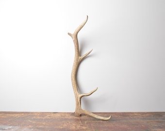 Medium Elk Antler - Natural Elk Shed Rustic Interior Decor