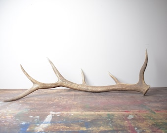 Large Elk Antler - Naturally Shed Desert Brown Antler, Rustic Decor Accent Piece or Perfect Gift for Nature Lovers