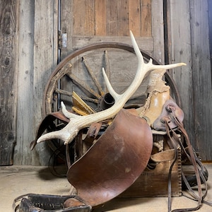 Elk Antler Naturally Shed - High Quality Petite Desert Brown 6 point Antler with Elegant White Hue, Perfect Rustic Home Décor Accent