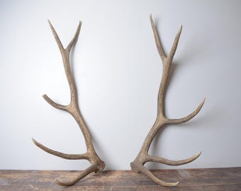 Elk Antler Matched Set –  Large Premium Brown Naturally Shed Antlers for Rustic Decor