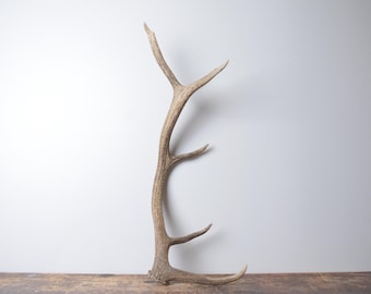 Medium Elk Antler – Premium Brown Antler for Western Interior and Home Styling