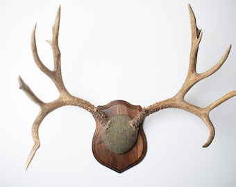 Deer Antler Mount - Extra Large Non-Typical Mule Deer with Green Herringbone Harris Tweed for Statement Wall Art