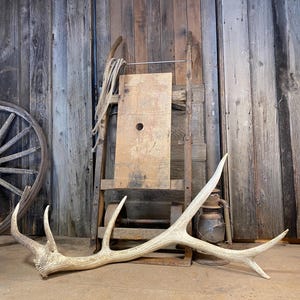 Elk Antler Naturally Shed - Large Desert Brown Antler with Long Sword Tine, Incredible Rustic Decor Statement Piece for Home Gifts