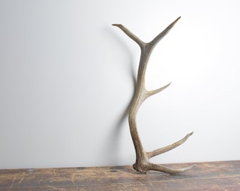 Medium Elk Antler – Weathered White Naturally Shed Rustic Decor for Mantels, Shelves, and Mountain Modern Interiors