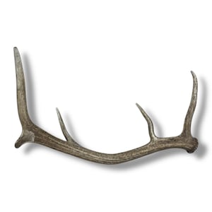 Naturally Shed Elk Antler - Gorgeous Premium Brown Antler with Broken Beam, Ideal Rustic Home Accent or Thoughtful Gift for Nature Lovers