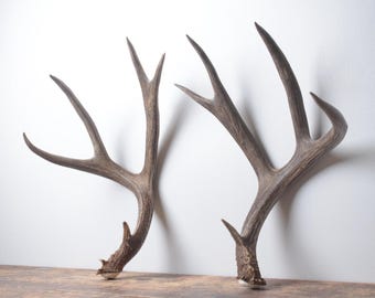 Mule Deer Antlers - Extra-Large Naturally Shed Antlers for Western Wall Decor