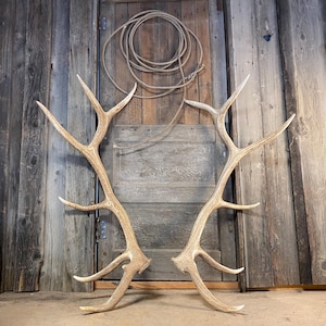 Trophy elk antlers - beautifully matched set of premium elk antlers for rustic decor statement piece & ideal gift for nature enthusiasts