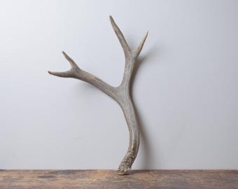 Medium Deer Antler - Premium Brown Naturally Shed Coffee Table Centerpiece for Natural Home Styling