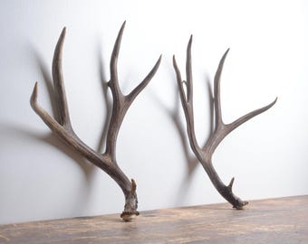 Mule Deer Antlers - Naturally Shed Rustic Home & Hunting Lodge Decor
