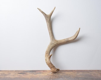 Small Deer Antler – Naturally Shed Brown for Layered Coffee Table Styling or Organic Accent