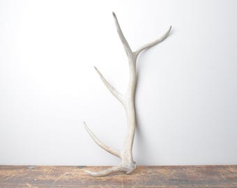 Medium Elk Antler - Weathered White Naturally Shed Antler, Accent Decor for Cabin and Lodge Spaces