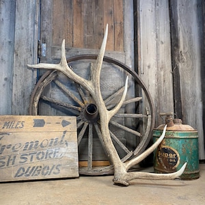 Trophy Elk Antler Naturally Shed - Beautiful Dense Brown Antler for Rustic Decor, Ideal Gift for Wildlife Enthusiasts and Collectors