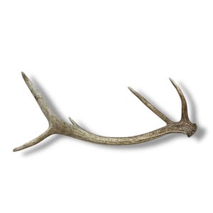 Elk Antler Naturally Shed - High Quality Petite Desert Brown Antler, Versatile Rustic Decor Accent Piece or Perfect Gift for nature Lovers
