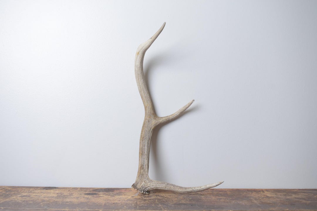 Small Elk Rack Small Elk Antler – Premium Brown Natural Shed for Mantel Decor - Etsy