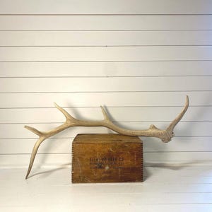 Elk Antler Naturally Shed - Chic Hard White Quality with Incredible Character, Perfect for Boho Chic Home Decor, Rustic Gift or Nature Lover