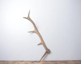 Small Elk Antler – Premium Brown Naturally Shed for Farmhouse Living Room