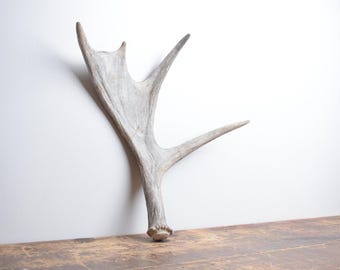 Moose Antler - Extra Small Premium Brown Naturally Shed Antler for Mountain Home Interior Accent