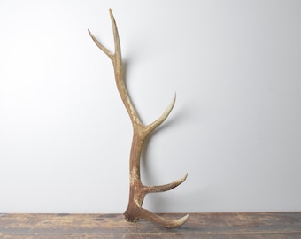 Medium Elk Antler - Rustic Textured Naturally Shed Antler, Decorative Accent for Western Style Homes