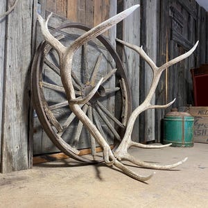Elk antlers naturally shed - stunning matched set, high-quality brown antlers for modern and rustic decor, great gift for home enthusiasts