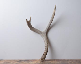 Medium Deer Antler - Premium Brown Naturally Shed Antler, Small Space Decor for Cabin and Mountain Homes
