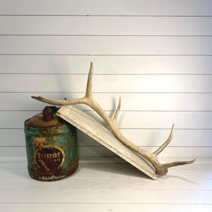 Elk Antler Naturally Shed - Chic Hard White Antler with Beautiful Curvature, Perfect for Rustic Decor or Creative Craft Projects, Ideal Gift