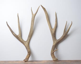 Large Deer Antlers –  Matching Pair for Woodland Mantel & Bookshelf Styling
