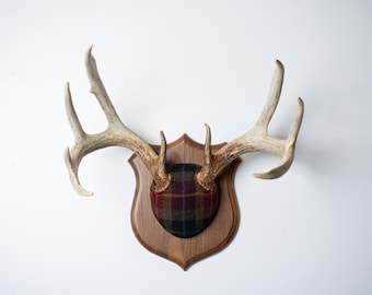 Deer Antler Mount - Medium Whitetail Deer Wrapped in Harris Tweed Tartan with Walnut Plaque for Elevated Wall Decor