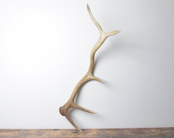 Medium Elk Antler - Naturally Shed Brown Antler Decor for Mountain Modern Interiors and Western Home Styling